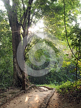 Enchanted Summer Morning Forrest
