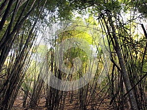 Enchanted Summer Morning Forrest