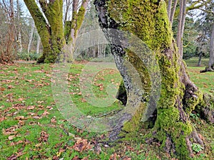 Enchanted Trees in Paciic Northwest with Lichen 1