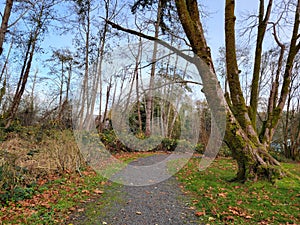 Enchanted Trees on PNW Trail 2