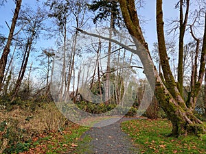 Enchanted Trees on PNW Trail