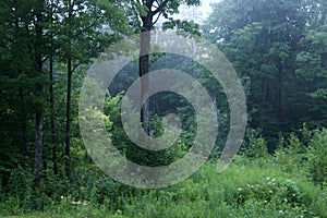 Enchanted Woods, Mystical Foggy Forest. Fantastic Folklore.