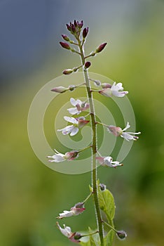 Enchanter`s-nightshade