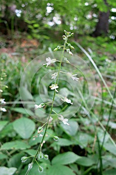 Enchanter's Nightshade (Circaea lutetiana)