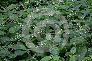Enchanters nightshade, Circaea lutetiana or Grosses Hexenkraut photo