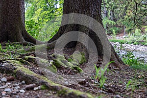 Enchanting Abernethy forest scene with intricate tree roots and moss, river in background