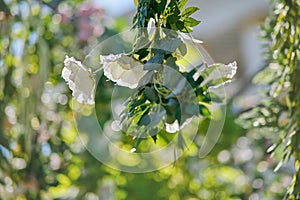 An enchanting archway decorated with vibrant flowers, drooping bloom