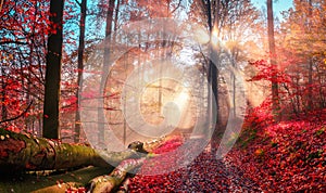 Enchanting autumn scenery in dreamy colors photo