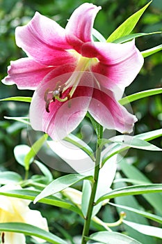 Enchanting beauty of pure and fresh and free from vulgarity lily