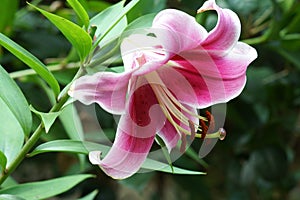 Enchanting beauty of pure and fresh and free from vulgarity lily