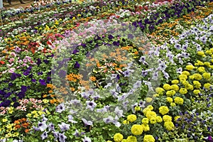 Enchanting Bed of Flowers