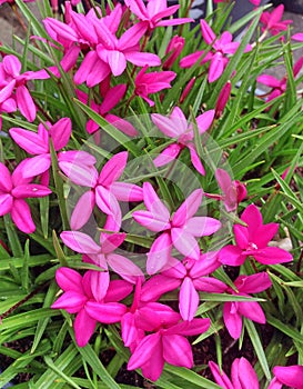 Enchanting bright pink rhodohypoxis baurii flowers