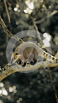 Enchanting Coati: A Brazilian Canopy Encounter