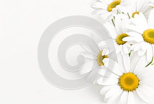Enchanting Daisy Aura Soft Focus Elegance on White Background Template for Dynamic Generative AI and Alluring Displays