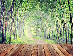 Enchanting Forest Lane in a Rubber Tree Plantation photo