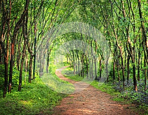 Enchanting Forest Lane in a Rubber Tree Plantation