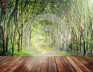 Enchanting Forest Lane in a Rubber Tree Plantation Concept photo