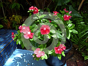 Enchanting `Good Afternoon Teresita` Vinca plant blooming. Darwin, NT Australia