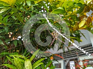 Enchanting Green Canvases: Spiders' Webs in Leafy Surroundings