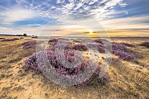 Enchanting landscape scenery of heathland