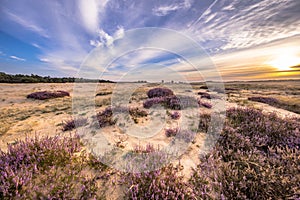 Enchanting landscape scenery of heathland