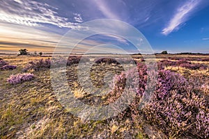 Enchanting landscape scenery of heathland