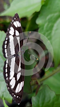 Enchanting Neptis Sappho: Close-Up of a Beautiful Common Sailor Butterfly