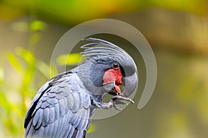 Enchanting Palm Cockatoo (Probosciger aterrimus) in Tropical Splendor