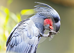 Enchanting Palm Cockatoo (Probosciger aterrimus) in Tropical Splendor