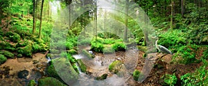 Enchanting panoramic forest scenery in soft light