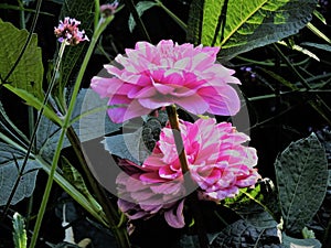 Enchanting pink dahlias in botanical garden,   Helsinki, Finland