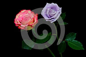 Enchanting and romantic pair of pink and light purple roses on dark backdrop