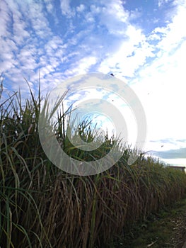 An enchanting snapshot of a panoramic view of a green sugarcane field with unique pattern of white clouds