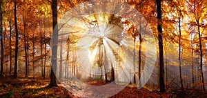 Enchanting sun rays in a forest in autumn