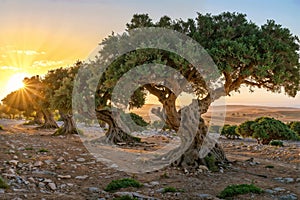 Enchanting sunset behind twisted Argan trees