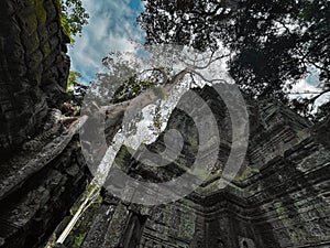 Enchanting Ta Prohm Temple: Embraced by Nature in Angkor Wat, Siem Reap, Cambodia