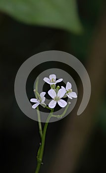 The Enchanting Thale Cress (Arabidopsis thaliana) photo
