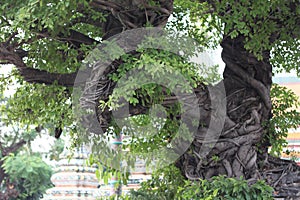 Enchanting tree in Thailand Buddha