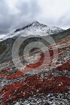 Enchanting tundra and its snow-capped mountains. Red plants grow at the foot.