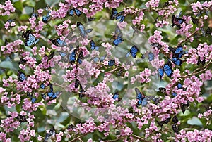 The Enchanting World of Butterflies