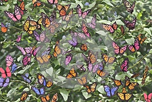 The Enchanting World of Butterflies