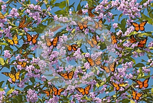 The Enchanting World of Butterflies