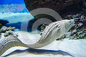 Enchelycore pardalis, commonly called Leopard moray eel or Dragon moray
