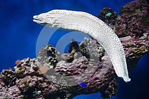 Enchelycore pardalis, commonly called Leopard moray eel or Dragon moray