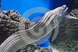 Enchelycore pardalis, commonly called Leopard moray eel or Dragon moray
