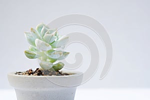 Encheveria, succulent pot plant for house decoration with white background