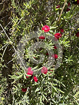 Enchylaena tomentosa, commonly known as barrier saltbush or ruby saltbush