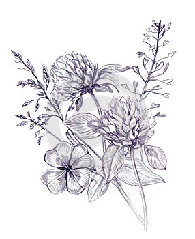 Encil Sketch Wildflowers Bouquet. Hand Drawn Clover, Greenery, Spring Flowers Arrangement Isolated on White