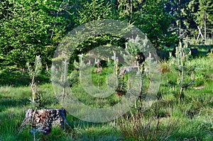 the enclosure protects new trees, reforestation, South Bohemia