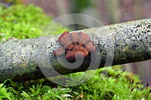 Encoelia furfuracea fungus